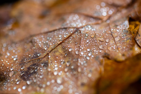 Water drops on oak leaf