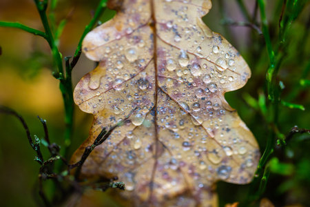 Water drops on oak leaf