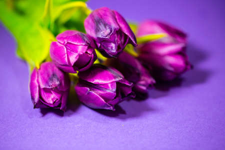 purple tulips on purple background, springtime, backgroundの写真素材