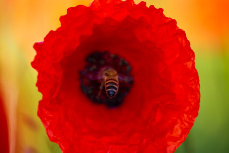 bee on poppy, Field of poppies, nature, blue sky, joie de vivreの写真素材