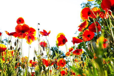 Field of poppies, nature, blue sky, joie de vivre,