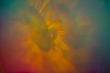 Sunflower with filter, double images, field