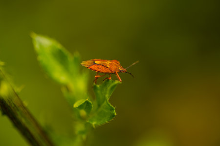 carpocoris pudicus, stink beetle in the fieldの写真素材