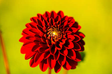 dahlia on yellow backgroundの写真素材