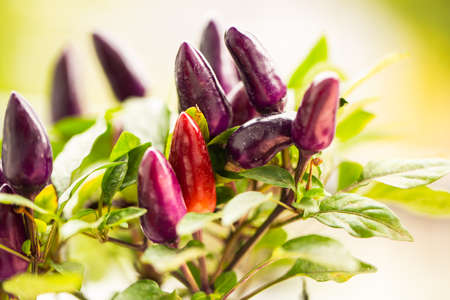 purple chilli background, chilli buttonの写真素材