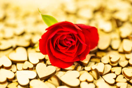 small hearts with a rose for valentine, birthday, cardの写真素材