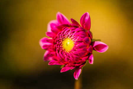 pink dahlia, alone, macro