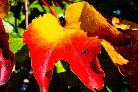 colorful autumn leaves, close-up, sunshine