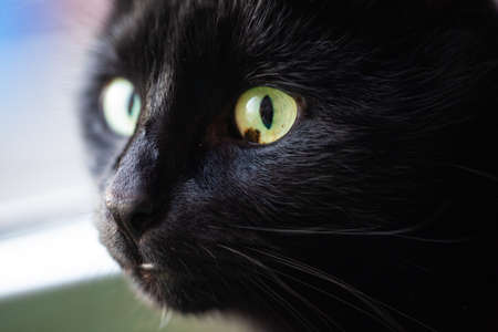 black cat, macro, eyes from a catの写真素材