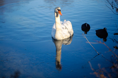 Swan reflected in the water, winter, ice coverの写真素材