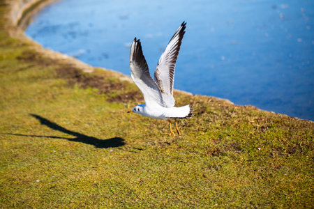 seagul fly, wing, wild