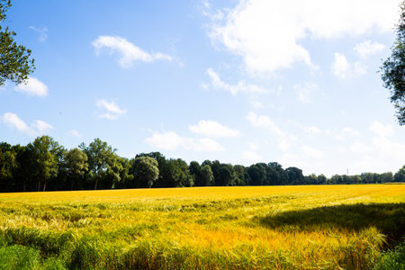 Wheat field with clouds and blue sky