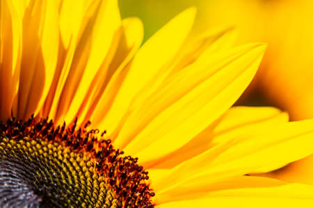 sunflower macro sunflower alone natureの写真素材