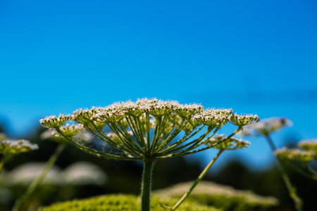 Hogweed (Heracleum sphondylium) on a wildflower meadow for beesの写真素材