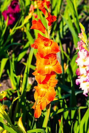 Orange gladiolus in the field, natureの写真素材