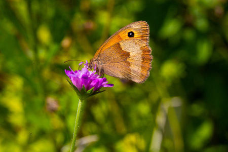 butterfly on flowersの写真素材
