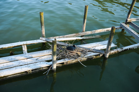 brooding duck on the Ammersee, Diessen am Ammersee, Bavaria, wildlife