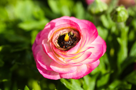 Symbiosis in pink and purple, the adaptation of nature