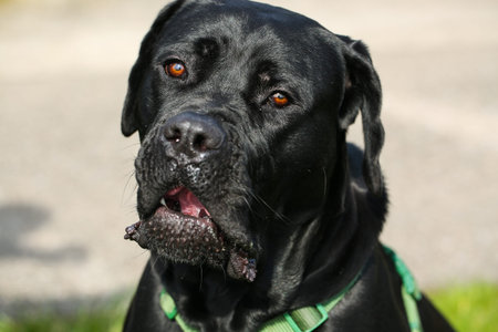 Mixed breed between Labrador and Great Dane, muscular build, playful personality, build strong,...
