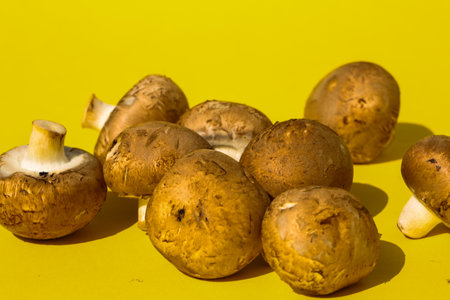 mushroom Egerlings on yellow background, close-upの写真素材