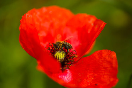 Bee on a red poppy flower in the field. Shallow depth of field