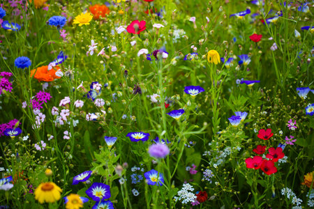Wildflowers in a colorful mix, MÃ¶ssinger Summer Meadow, blue skyの写真素材