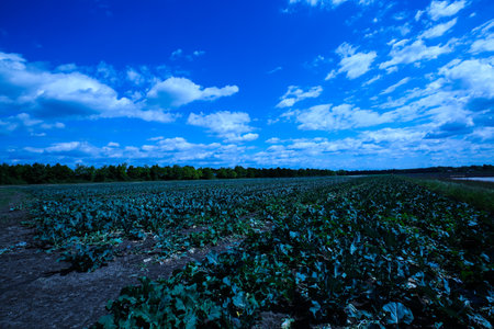 Cultivated field with blue sky and clouds. Agricultural landscape.の写真素材