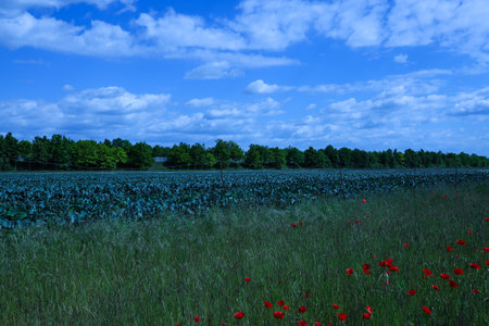 pointed cabbage and broccoli together in fieldの写真素材