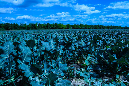 pointed cabbage and broccoli together in fieldの写真素材