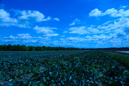 pointed cabbage and broccoli together in fieldの写真素材