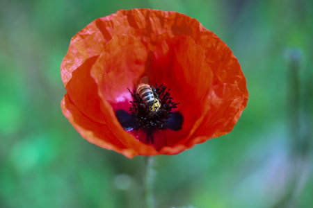 red poppy in the field with bee, natureの写真素材