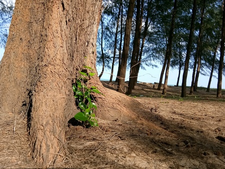 A tree with green plant near the beachの素材