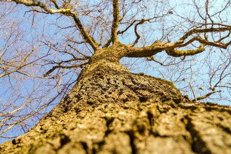 Sun rays in the old tree crown.Nature backgroundの写真素材