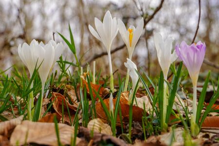 Spring saffron flowers in the forestの写真素材