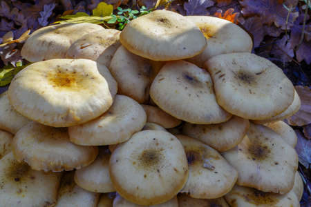 Beautiful closeup of forest mushrooms. Mushrooms photo, forest photo, forest backgroundの写真素材