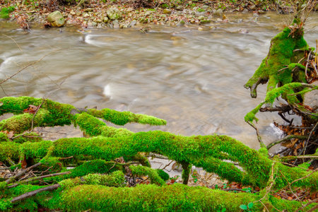 The root system of a dead tree covered with moss on the bank of a stream, flowing through a...