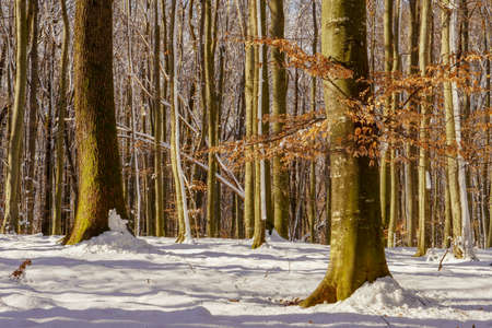 Winter sunny day, trees and snow with forest tree shadowsの写真素材