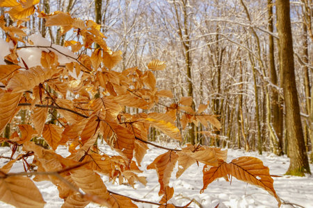 The first snow fell. The leaves did not have time to fall. Autumn colors under the snow. Forest.