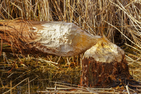Closeup view photography of broken tree trunk fallen on ground of riverside near water after been...