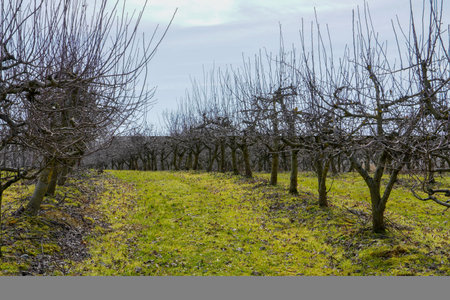 Apple orchard in winter in harmonic row