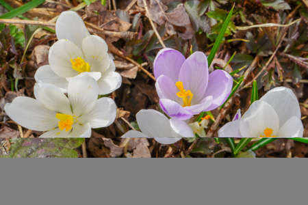 Crocus (plural: crocuses or croci) is a genus of flowering plants in the iris family. Flowers close-up on a blurred natural background. The first spring flower in the home garden.の写真素材