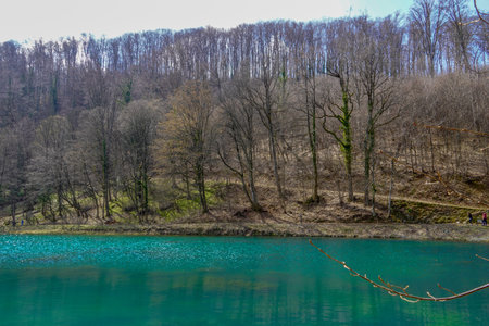 Green lake surrounded by forest trees