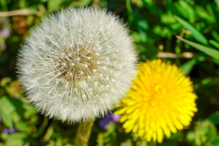 Delicate fluffy afterflowers of dandelions in the meadows on sunny spring days.の写真素材