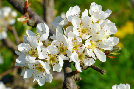 Spring blooming apple tree. Beautiful Apple flowers with white petals bloom in garden. Malus domestica, horticulture, fruit trees, branch close-up, nature flowers backgroundの写真素材
