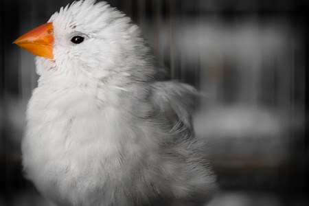 My first Dslr shot which my pet finch was gracious enough to volunteer to modelの写真素材