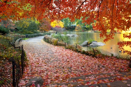 Autumn leaves in Central Park New Yorkの写真素材
