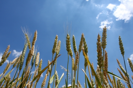Close up of Grain with room for copyの写真素材