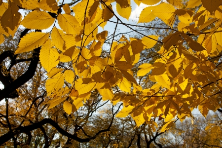 Autumn Leaves in New York Cityの写真素材