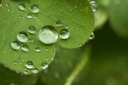 Macro close up of rain drops on Green Cloverの写真素材