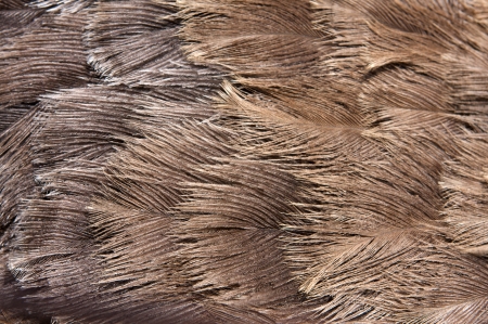 Emu feathers up close for animal backgroundの写真素材